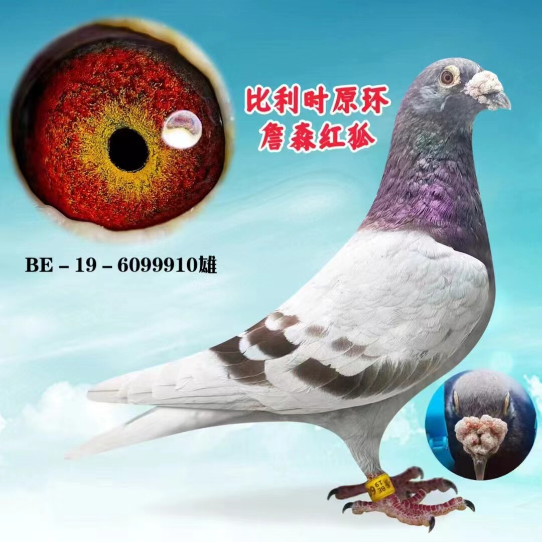 信鸽 赛鸽 种鸽血统信鸽比利时荷兰原环台鸽种鸽盖比利奥奶酪活体