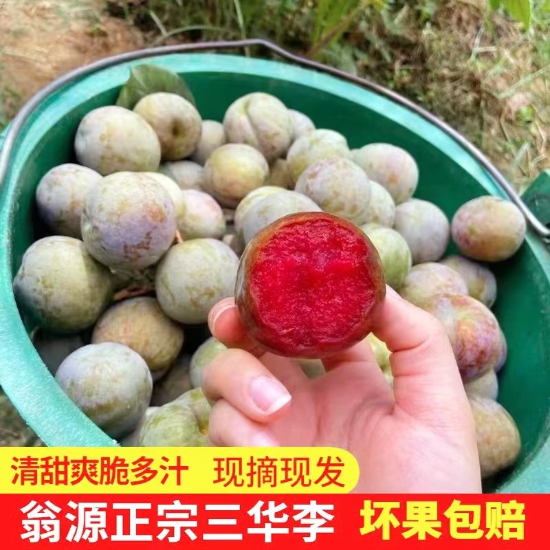正宗翁源三华李精选甜脆爽李子新鲜现摘广东5斤现摘现发红心李子