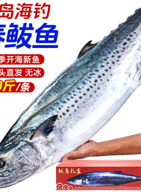 青岛大鲅鱼马鲛鱼新鲜活冷冻海鱼鲐鲅鱼特大整箱条10斤燕鲅鱼礼盒