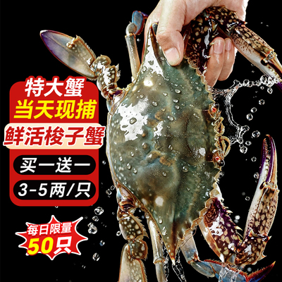 鲜活梭子蟹螃蟹新鲜野生飞蟹特大公蟹海蟹海鲜水产顺丰保鲜不保活