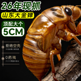 知了猴金蝉新鲜山东特产2026爬叉猴鲜活冷冻结了龟幼虫非蚕蛹蝉蛹