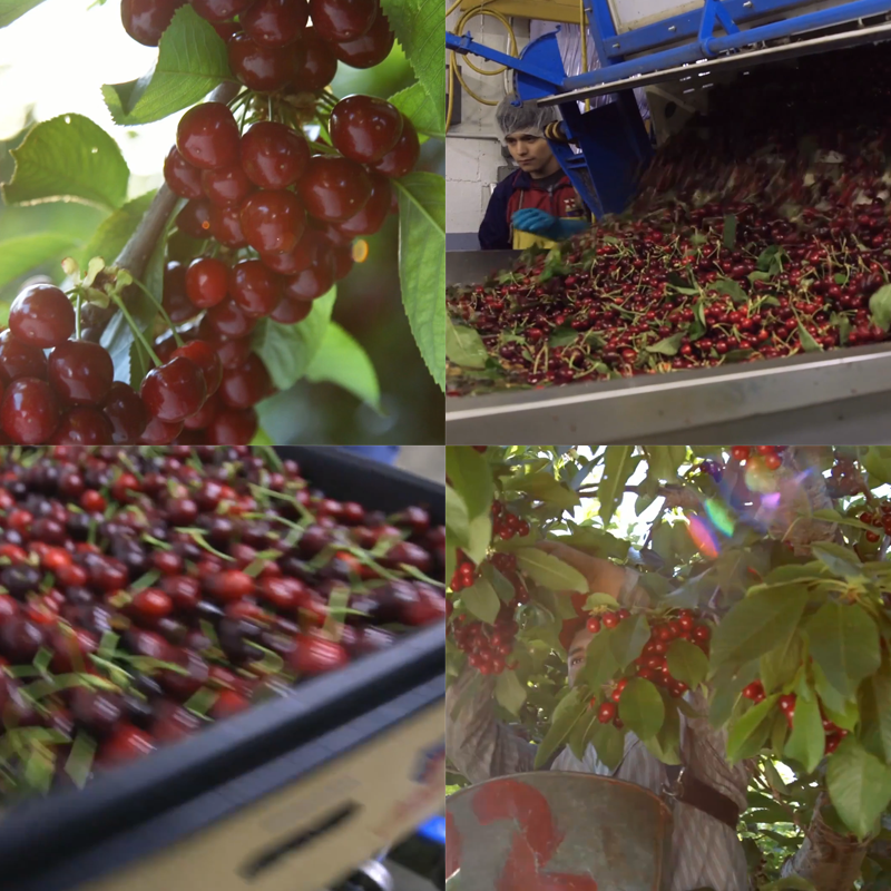 30进口樱桃车厘子樱桃种植园采摘农场樱桃加工视频素材国外,商务/设计服务,设计素材/源文件,淘宝优惠券,粉丝福利购,淘宝优惠卷