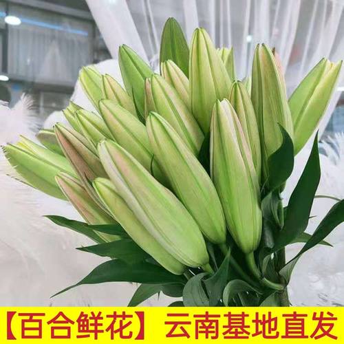 红美人香水百合鲜花云南基地直发水养家庭插花多头玫瑰包邮妇女节