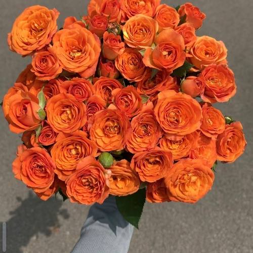 橙色芭比多头泡泡玫瑰花云南昆明基地鲜花速递同城百合花束元旦节