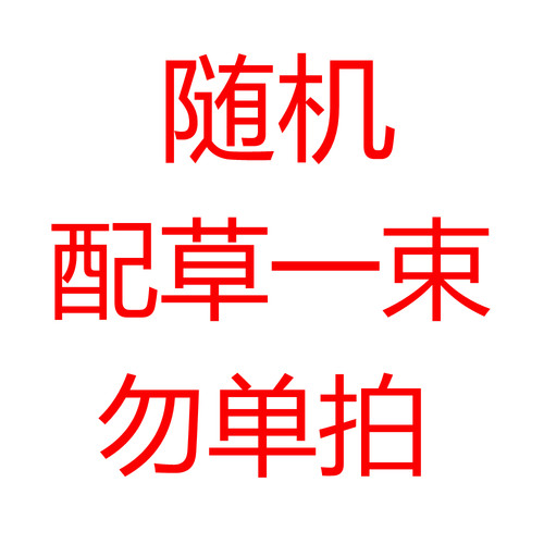 大束洋桔梗基地两用昆明鲜花包邮