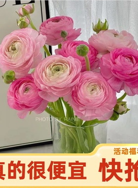 红色洋牡丹水养鲜切花玫瑰百合云南基地直发花束年宵花包邮新鲜发