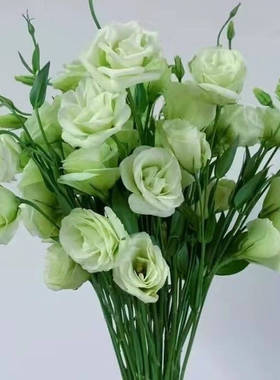 绿色洋桔梗水养鲜花云南昆明基地直发同城速递百合玫瑰泡泡元旦节