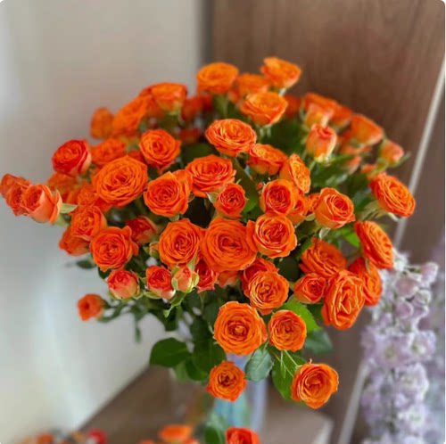 橙色芭比多头泡泡玫瑰花云南昆明基地鲜花速递同城百合花束情人节