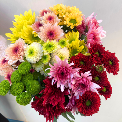 小雏菊云南水养百合花同城速递