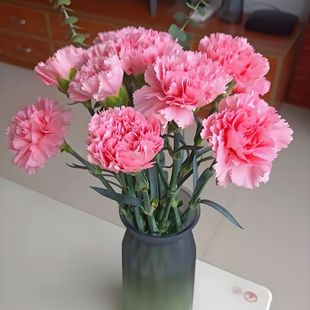 粉色单头康乃馨多头水养鲜切花云南昆明基地直发玫瑰百合同城速递