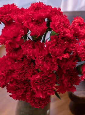 红色单头康乃馨多头水养鲜切花云南昆明基地直发玫瑰百合同城速递