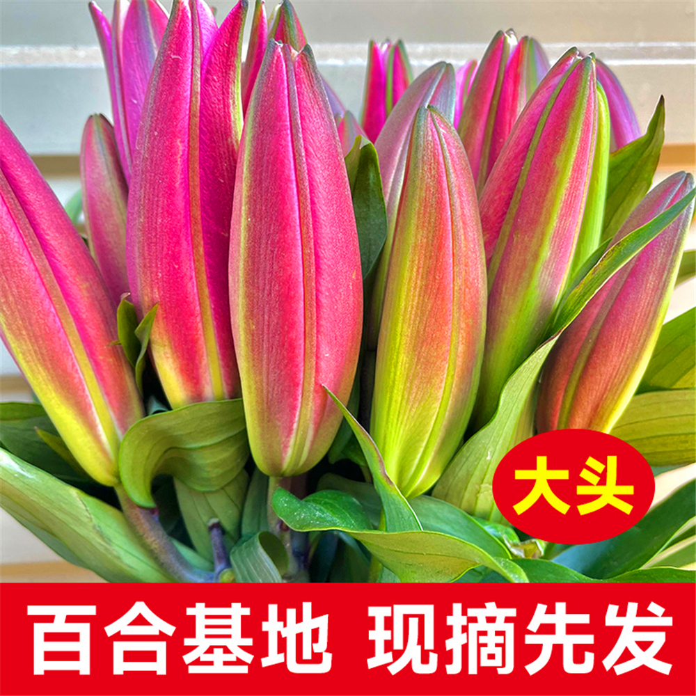 重瓣香水百合鲜花绿植云南昆明基地直发家用水养包邮情人节礼物花