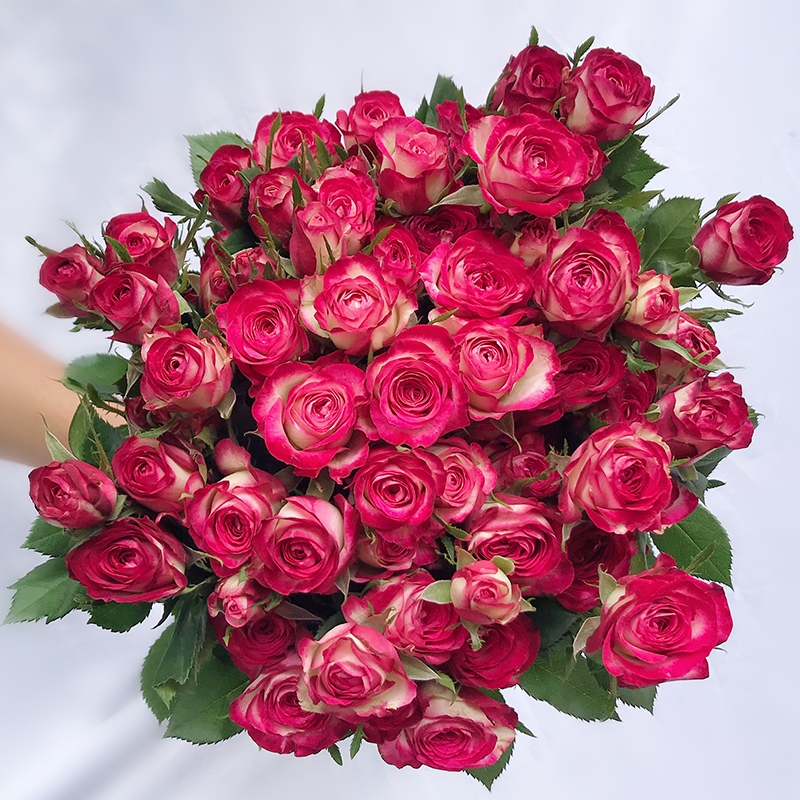 狮子座多头泡泡玫瑰花云南昆明基地鲜花速递同城百合花束情人节