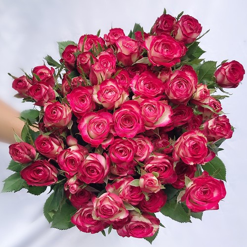 狮子座多头泡泡玫瑰花云南昆明基地鲜花速递同城百合花束情人节