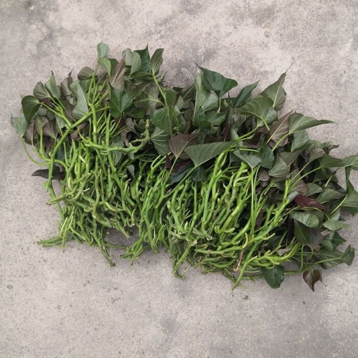 福建六鳌红心蜜薯秧苗高产西瓜红花卉林木种子/种苗/
