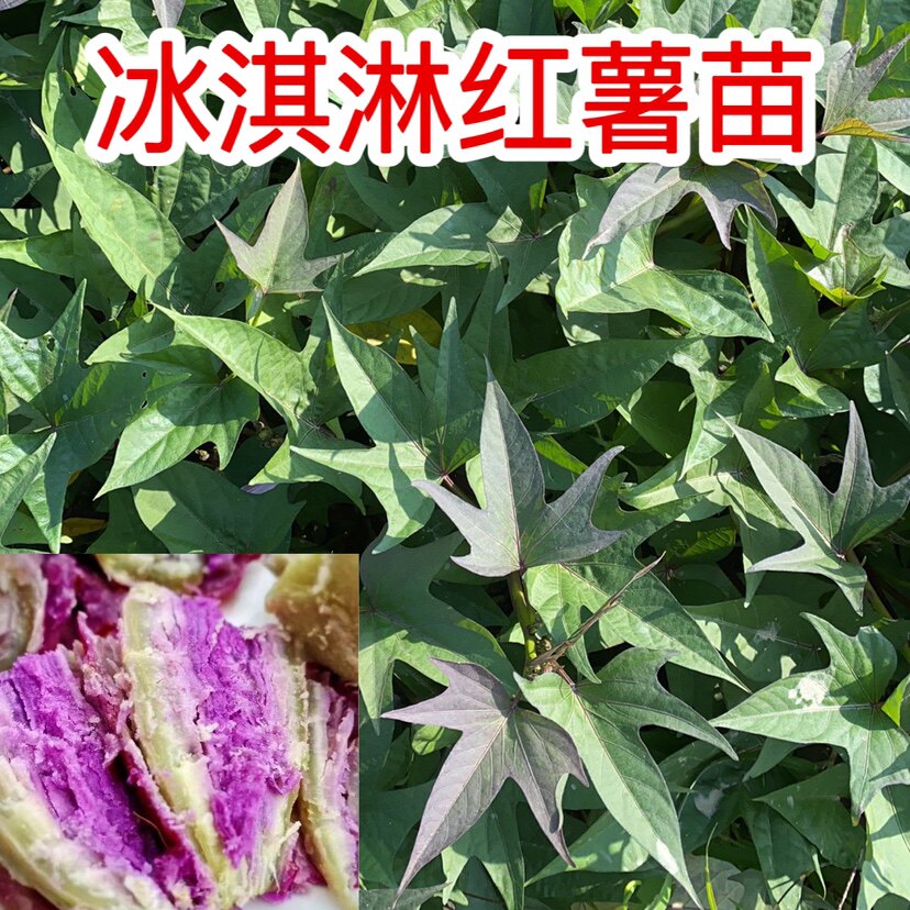 冰淇淋红薯苗网红一点红薯苗露天种植地瓜苗种苗藤苗高产蕃薯苗