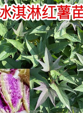 冰淇淋红薯苗网红一点红薯苗露天种植地瓜苗种苗藤苗高产蕃薯苗