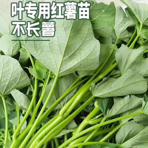 广东发货专吃叶子红薯苗种苗藤四季食叶型红薯苗蕃薯种苗苕尖蔬菜