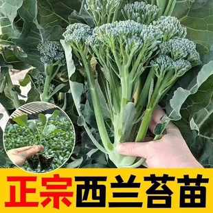 正宗西兰苔秧苗四季耐寒西洋芥兰苗西兰花种苗露天阳台庭院带土发