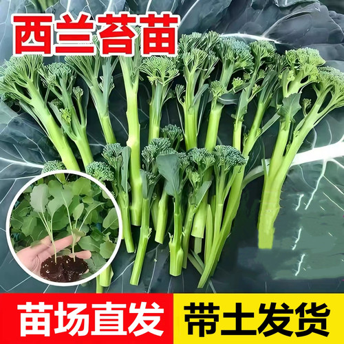 正宗西兰苔秧苗四季耐寒西洋芥兰苗西兰花种苗露天阳台庭院带土发