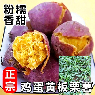 潮汕红皮板栗薯苗种苗藤苗易活现割现发地瓜秧苗高产红薯苗番薯苗