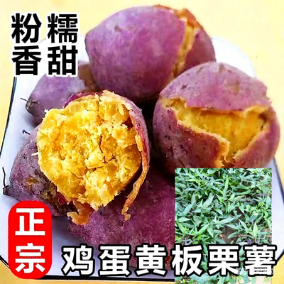 潮汕红皮板栗薯苗种苗藤苗易活现割现发地瓜秧苗高产红薯苗番薯苗