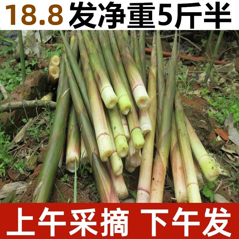 小竹笋新鲜野生江西带壳小春笋非雷笋小笋子水竹笋纯天然山笋甜笋