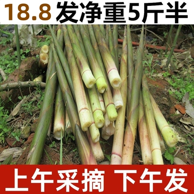 小竹笋新鲜野生江西带壳小春笋非雷笋小笋子水竹笋纯天然山笋甜笋