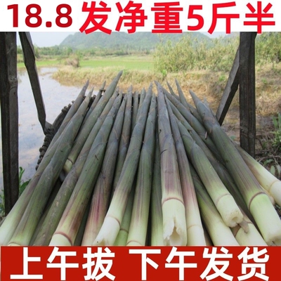 小竹笋新鲜野生江西带壳小春笋非雷笋小笋子水竹笋纯天然山笋甜笋