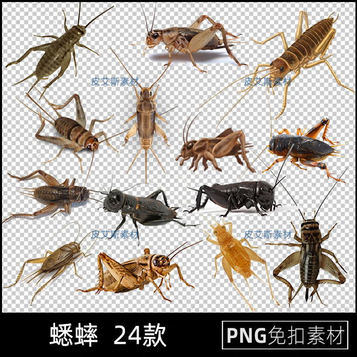 蟋蟀蛐蛐图片png免抠透明底昆虫免扣插图PS后期合成设计素材