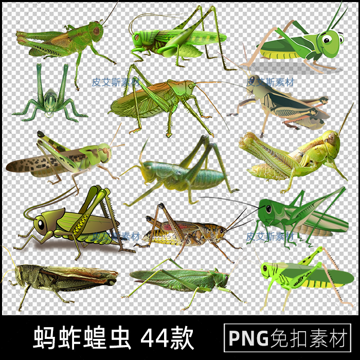 png免抠蚂蚱蝗虫绿色昆虫图片免抠透明背景图案元素ps设计素材