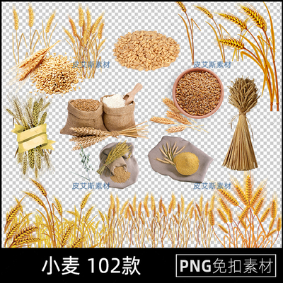 小麦png免抠大米麦穗稻谷高粱粮食农业农作物免扣PS设计素材