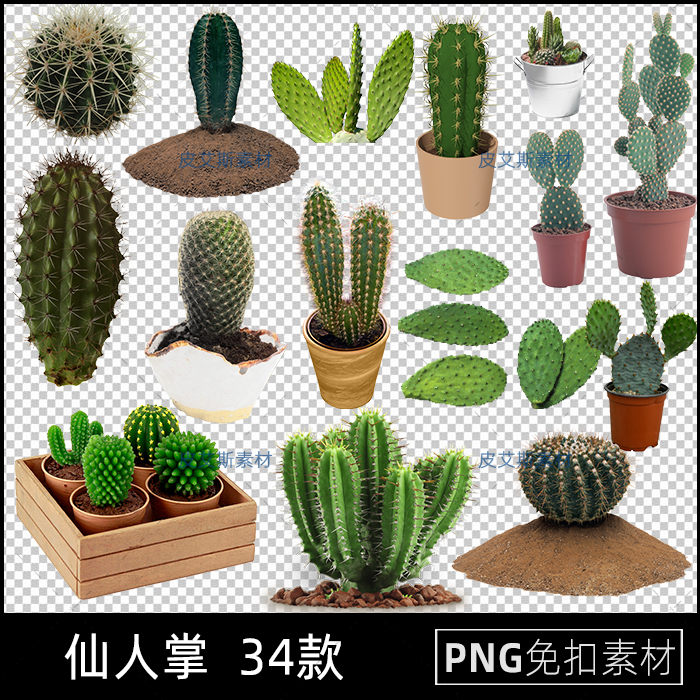 png免抠仙人掌沙漠仙人球植物盆栽图片卡通插图PS设计素材