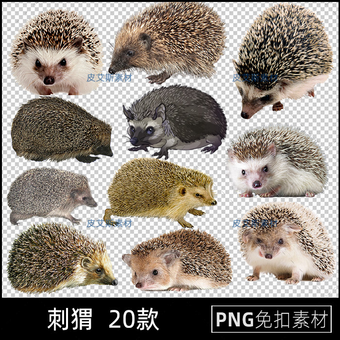 刺猬PNG免抠图片动物海报插图PS后期处理设计素材