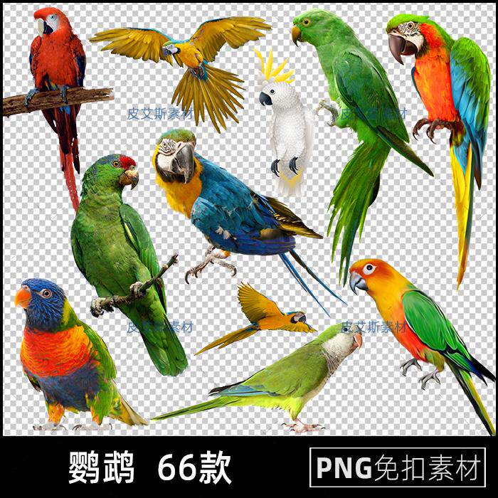 鹦鹉png免扣图彩色宠物小鸟透明背景免抠PS设计素材