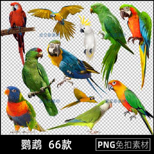 鹦鹉png免扣图彩色宠物小鸟透明背景免抠PS设计素材