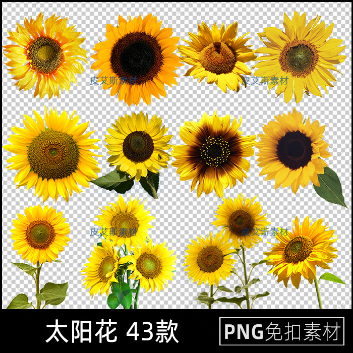 向日葵png免抠图片太阳花花朵背景插图图案透明底元素PS设计素材