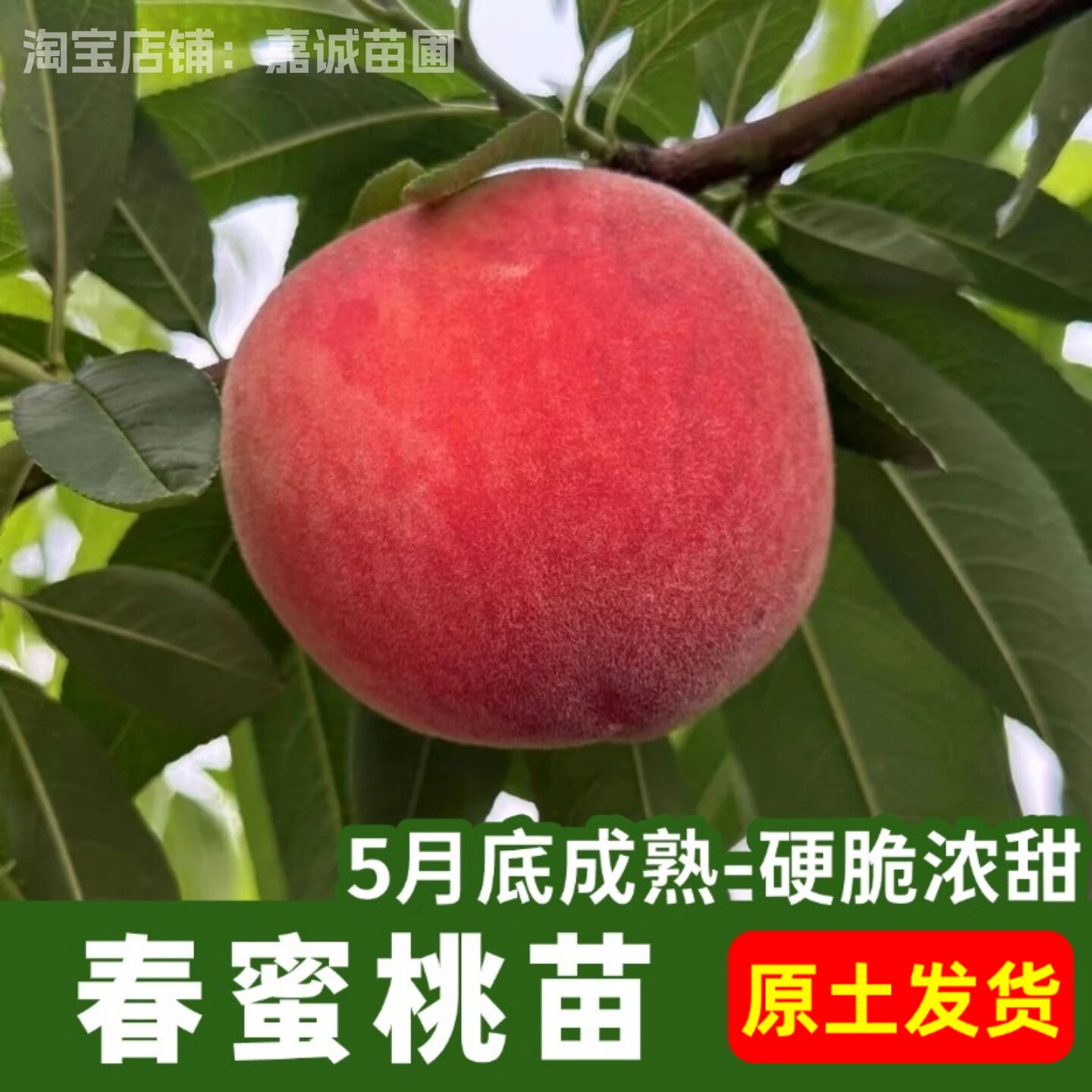 春蜜桃苗5月成熟硬脆桃树苗嫁接庭院种植果树苗盆栽地栽原土发货