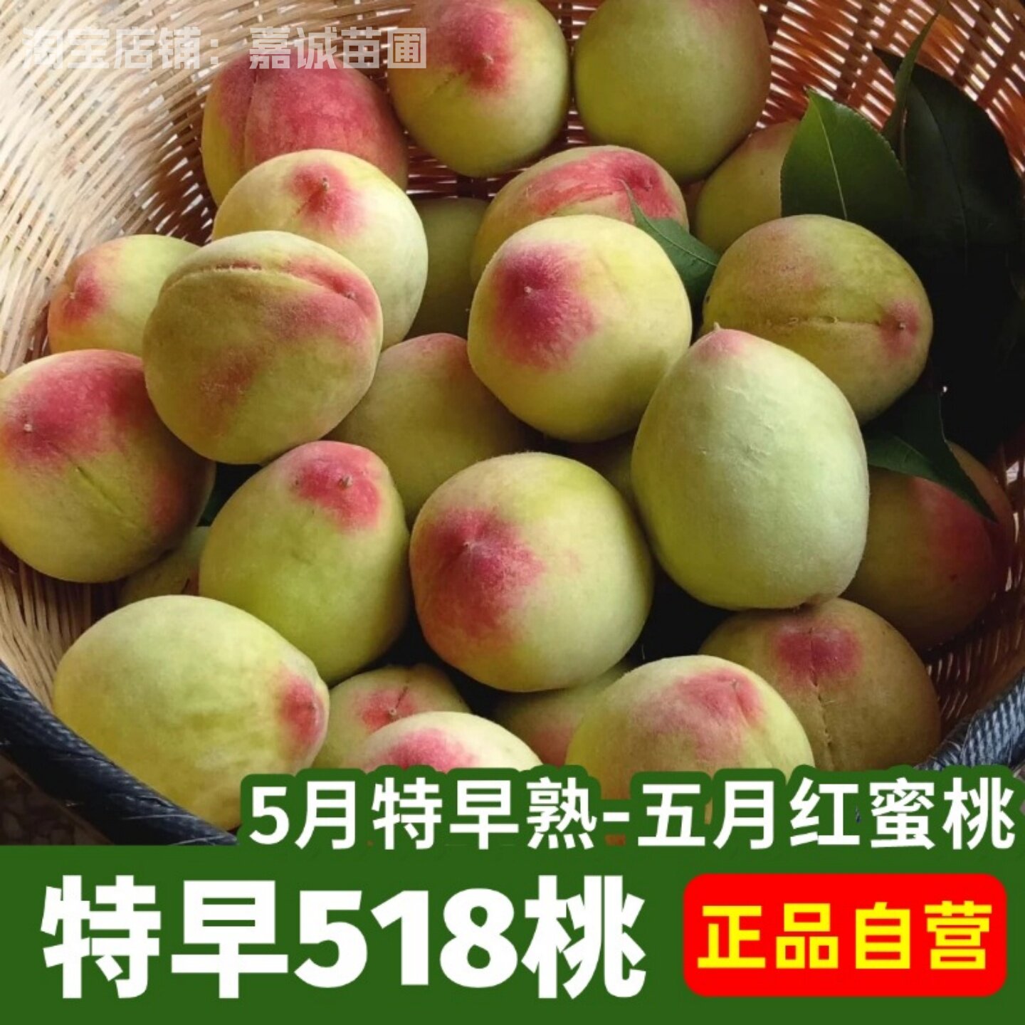 五月红水蜜桃树苗518特早熟桃苗嫁接桃树果苗南北方种植带土发货