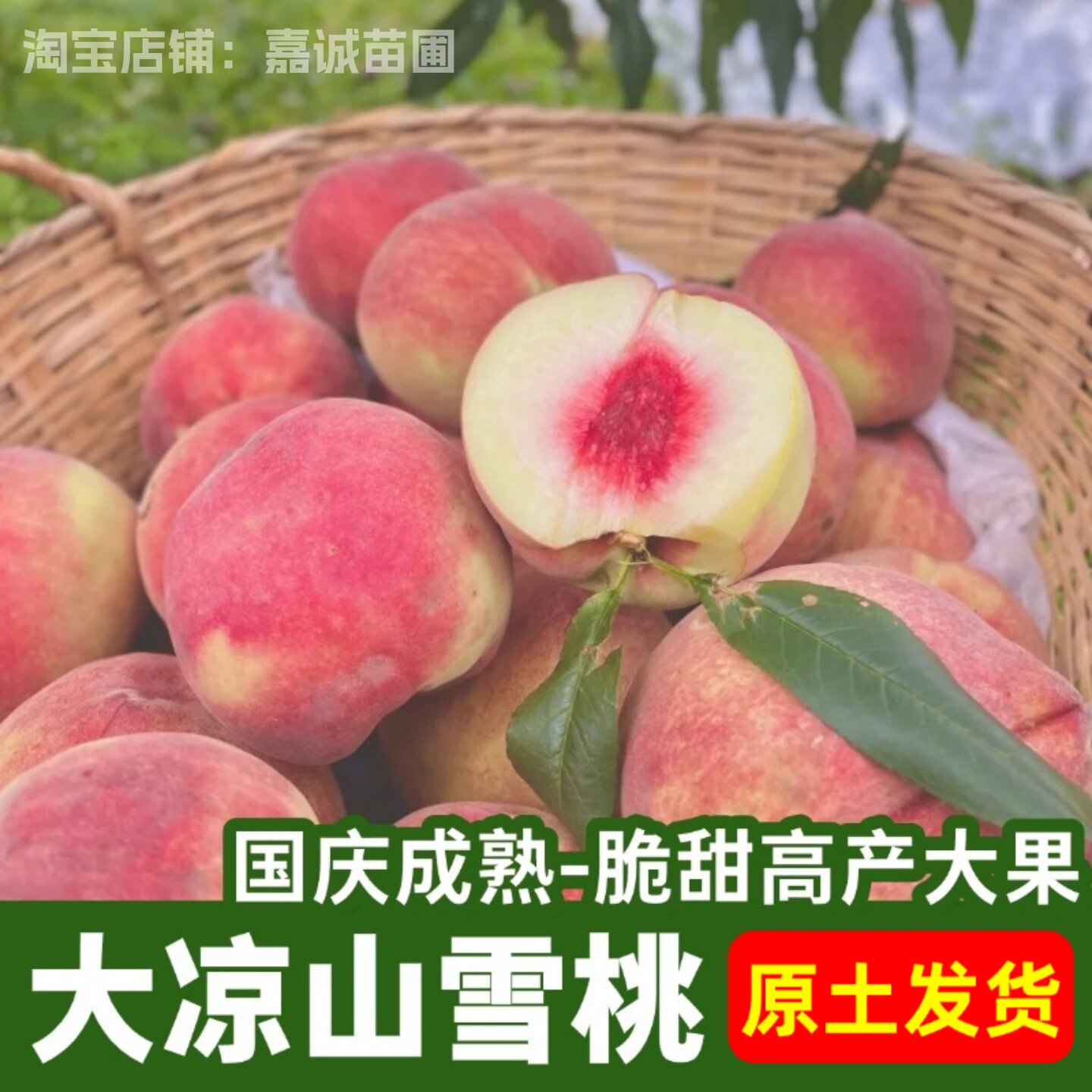 大凉山雪桃树苗嫁接脆甜晚熟蜜桃苗特大果树苗盆栽地栽带原土发货