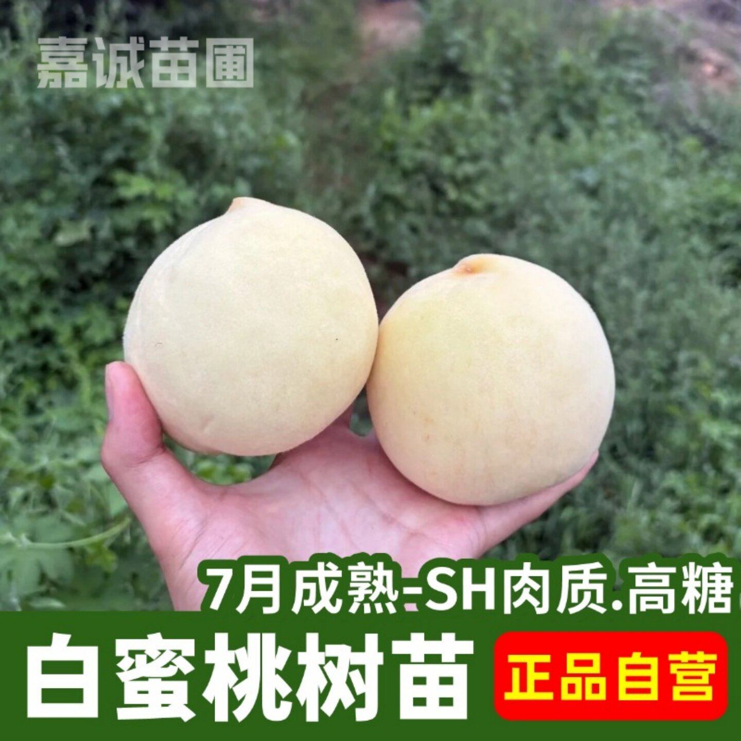 新品奶油白桃树苗嫁接脆桃离核白蜜桃树苗盆栽地栽南北方种植带土