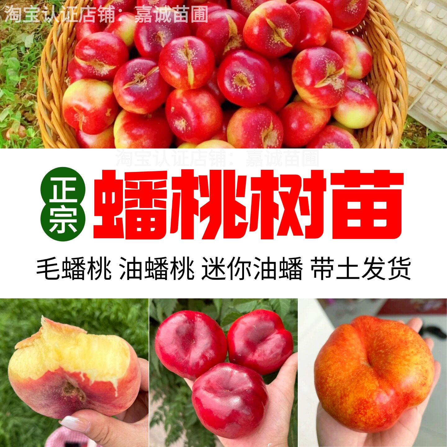 蟠桃树果苗嫁接新品种特大果彩虹黄金油蟠桃树苗盆栽地栽带土发货