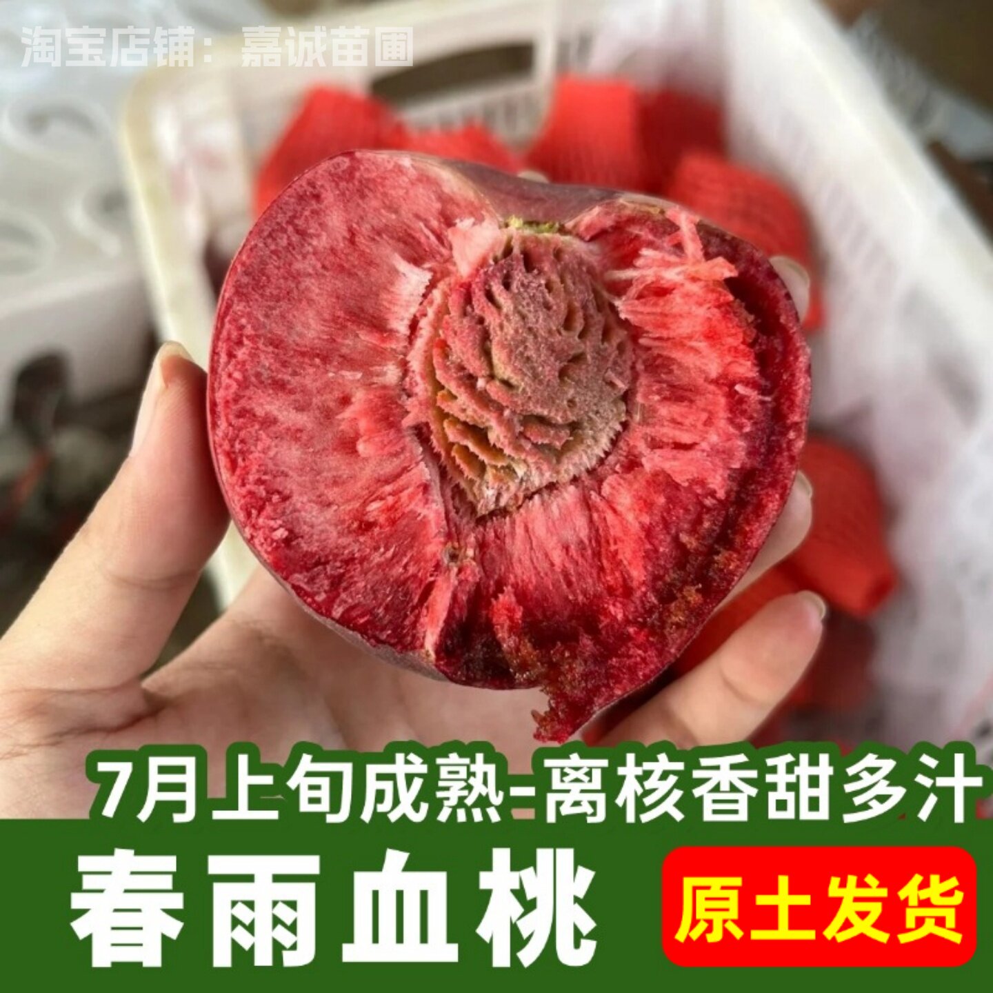 春雨血桃树果苗嫁接7月成熟离核香甜多汁红肉桃树苗盆栽庭院地栽