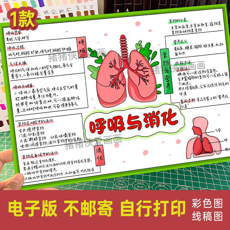 呼吸与消化思维导图小学四年级科学上册第二单元电子模版素材332