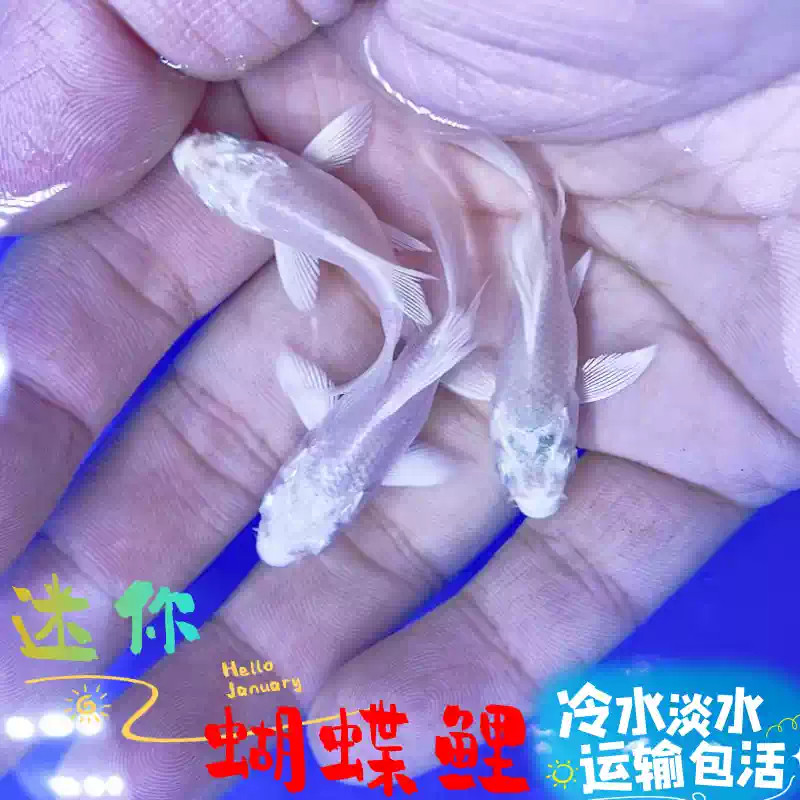 迷你蝴蝶鲤锦鲤冷水鱼金鱼观赏鱼小型鱼苗好养耐活淡水鱼苗新手鱼