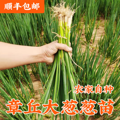 葱秧葱苗顺丰包邮生吃爽口小葱苗