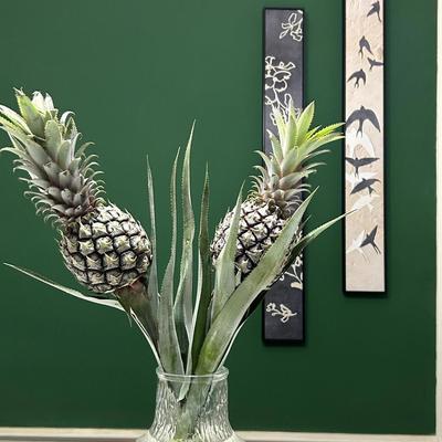 带杆水培绿色黑凤梨小菠萝可食用长花期创意水养植物云南直发