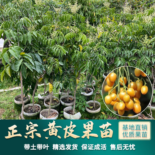 黄皮果苗鸡心黄皮无核南方种植