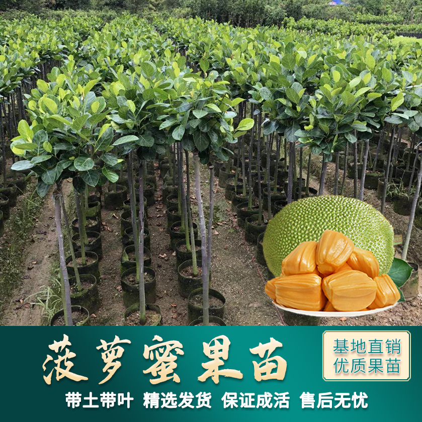 菠萝蜜树树苗四季红肉1号干苞