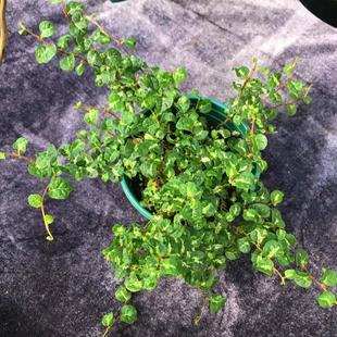 金叶薜荔常春藤小叶薜荔金心薜荔银边雨林缸造景爬藤植物耐阴好养